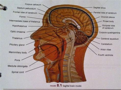 Working as a team, these muscles contract to flex, laterally bend, and rotate the torso. median and front section of head muscles labeled - Google ...
