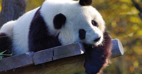 Giant Panda Bear Facts And Information Listanimals