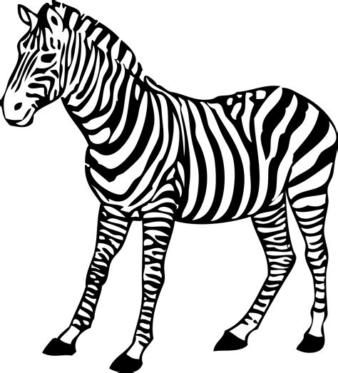 Zebra PNG image