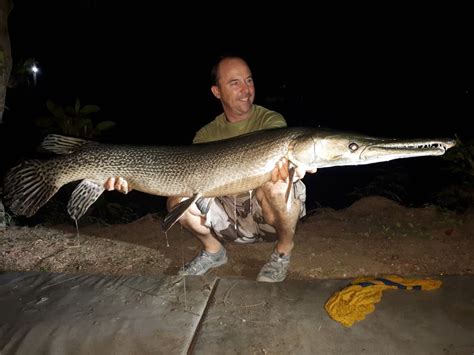 Make sure to name your alligator gar with a nametag. Alligator gar (Atractosteus spatula) - Dreamlake Fishing ...