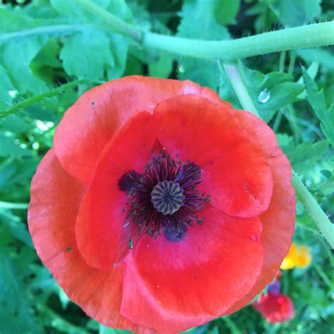 Wild Remedies - Red Poppy Glycerite | The Sparkle Nest