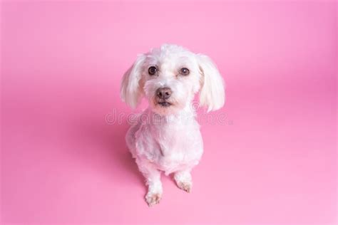 2978 White Short Coat Dog Stock Photos Free And Royalty Free Stock