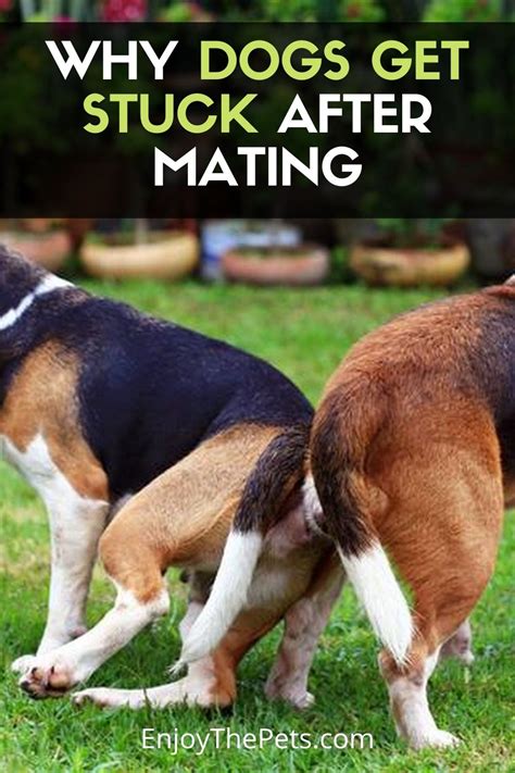 Why Dogs Get Stuck After Mating Breeding Explanation Enjoy The Pets