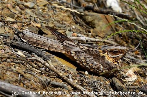 Ziegenmelker … nachtschwalbe — nachtschwalbe, ziegenmelker (caprimulgus), vogelgattung aus der ordnung der schwalbenartigen, ausgezeichnet. Der Ziegenmelker - Steckbrief, Verbreitung, Brutzeit ...
