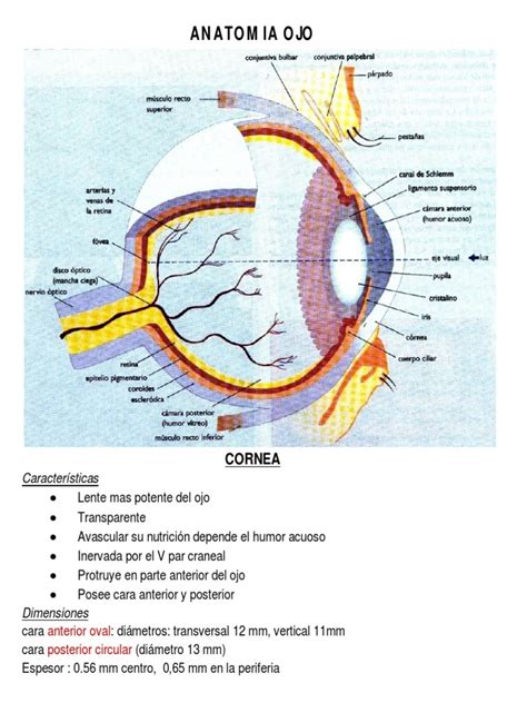 Anatomía Ocular Ojo Humano Visión