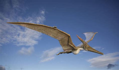 Dinosuar New Species Of Pterodactyl That Flew More Than 200 Million Years Ago Unearthed