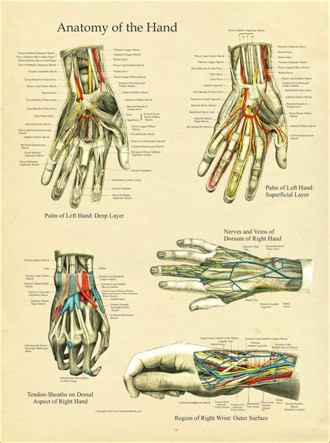 Hand And Wrist Anatomy Poster