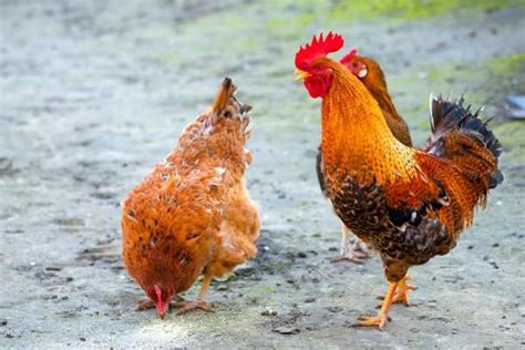 Comment Reconna Tre Une Poule Et Un Poulet Tout Savoir Poule