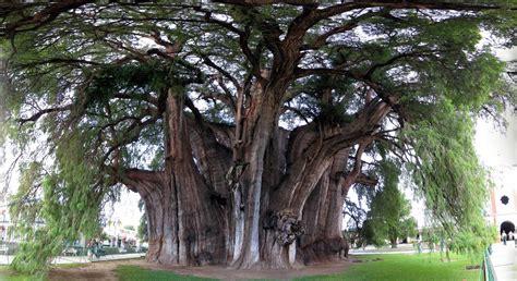 El árbol Del Tule Oaxaca México El árbol Más Bello Del Mundo