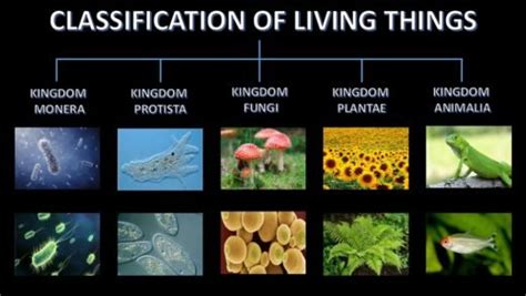 Classification Of Living Things Classnotesng