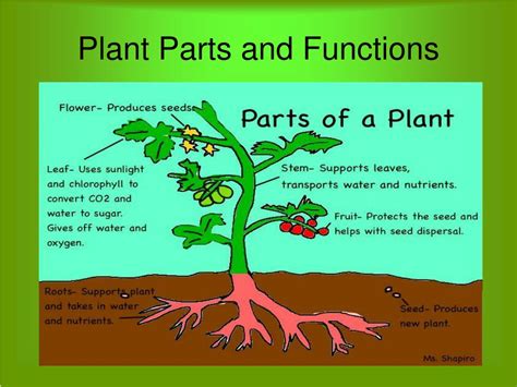 Ppt Plant Parts Powerpoint Presentation Free Download Id2911514