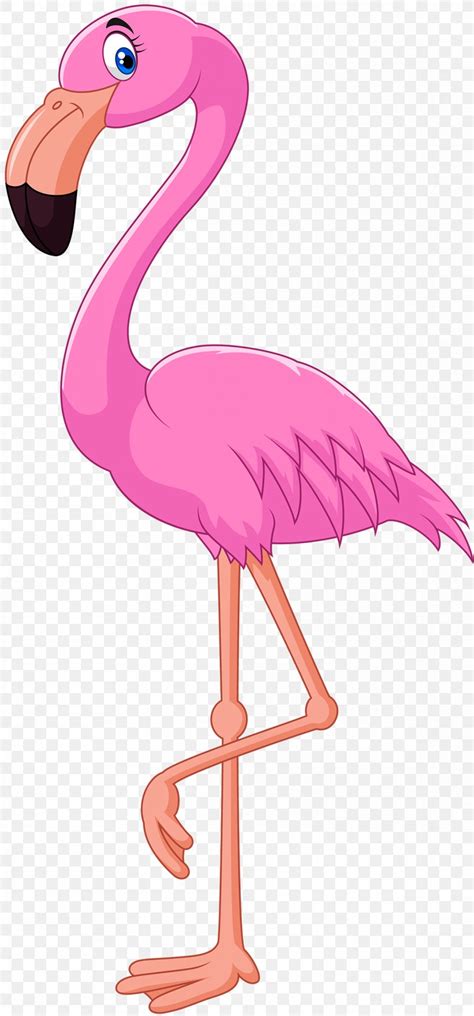 Cartoon Flamingo Bird Illustration Png 1165x2500px Flamingo Beak