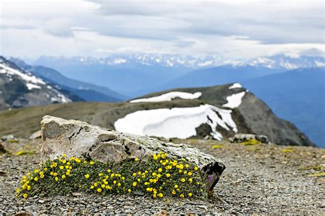 Alpine Meadow In Jasper National Park 3 Photograph By Elena Elisseeva