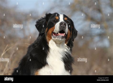 Dog Bernese Mountain Dog Adult Portrait Stock Photo Alamy