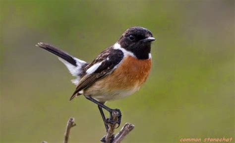 Dan berikut 50 gambar meme burung kicauan. Mengenal Burung Decu Batu (common stonechat) ~ Gembala News