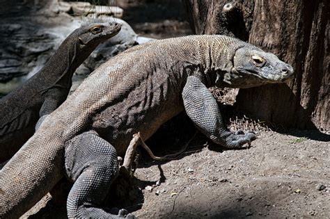 Indonesia Scraps Plans To Close Komodo Dragon Island