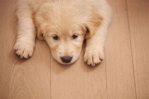 What to Know About Parvovirus (Parvo) in Dogs