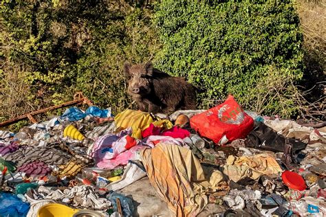 A Boar and Her 6 Piglets Are Killed at a Park in Rome - The New York Times