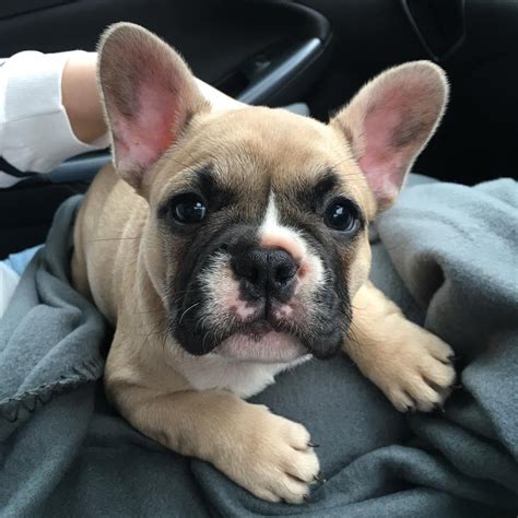 Usually peaceful with other pets (though some french the french bulldog is quite stubborn and can be challenging to train, yet also surprisingly sensitive, remembers what he learns, and responds well to early, patient. French Bulldog - Playful and Smart | Bulldog puppies ...