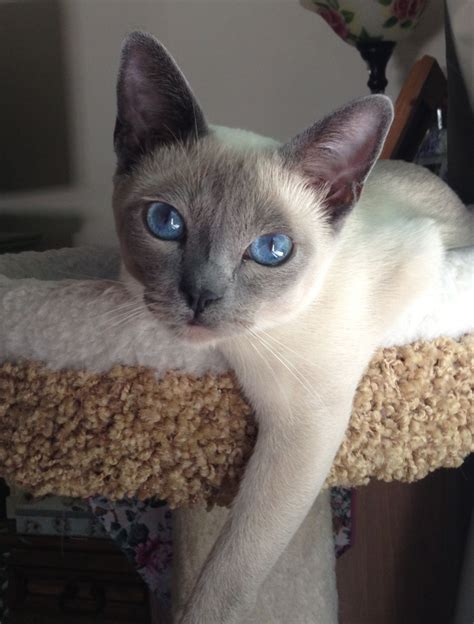 Blue Point Siamese Kittens For Sale Pets And Animal Galleries