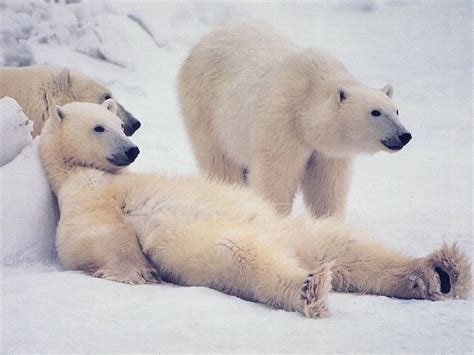 Polar Bears Bears Photo 35799415 Fanpop