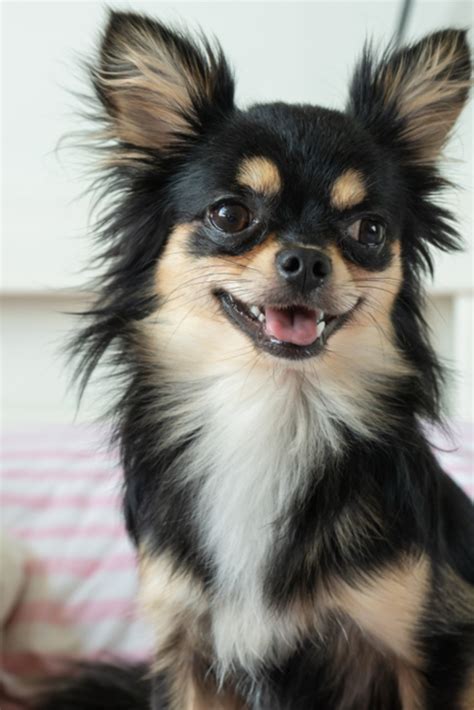 Black Chihuahua Is Sitting On The Bed And Happily Smiley Chihuahua
