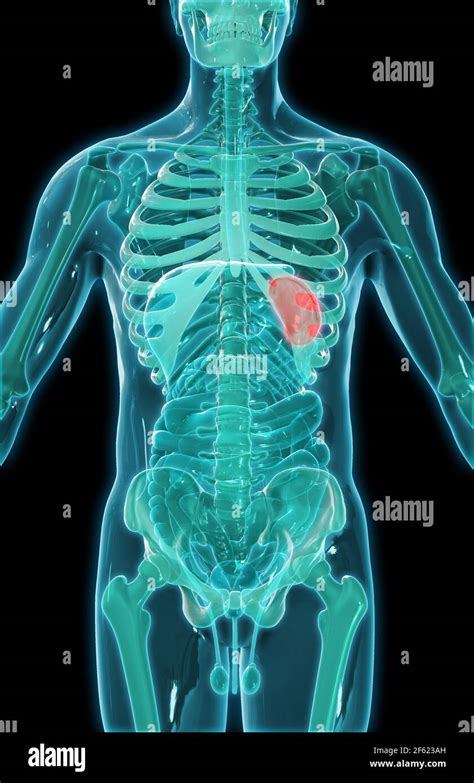 Spleen Anatomy Hi Res Stock Photography And Images Alamy