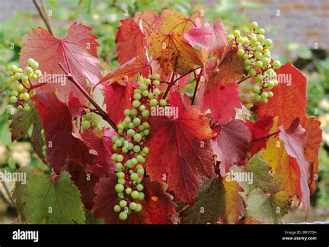 Vitis Vinifera Spetchley Red Grape Grapes Vine Vines Red Autumn Leaf