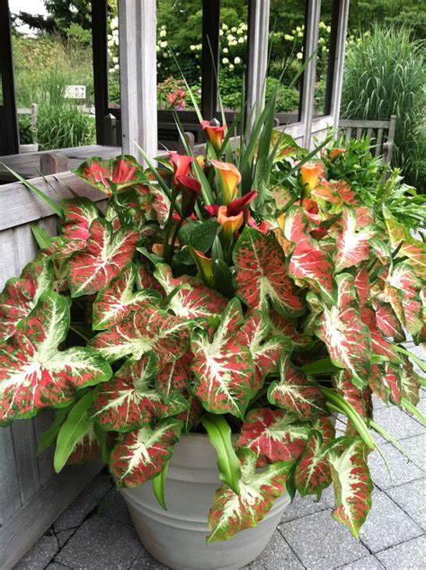 Caladiums grown in full sun will require more water and will have a bit shorter life span due to the harsher growing conditions. » Colorful Caladiums | NYBG