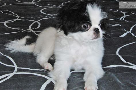 There is one white/black and one white/light red/lemon color. Japanese Chin puppy for sale near Colorado Springs ...