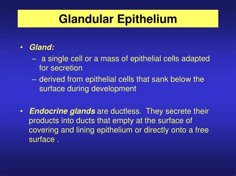 Ppt Glandular Epithelium Powerpoint Presentation Id179306