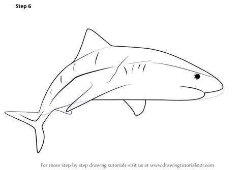 Sharks are some of the most fascinating creatures in the sea. Step by Step How to Draw a Tiger Shark ...