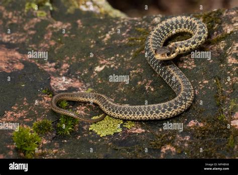 Baby Eastern Garter Snake Acting Tough Thamnophis Sirtalis Stock