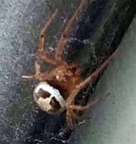 False widow spiders belong to the group called steatoda and are usually about the size of a no one in the uk has ever died as a result of a false widow bite. The UK's most dangerous spiders are set to invade our ...