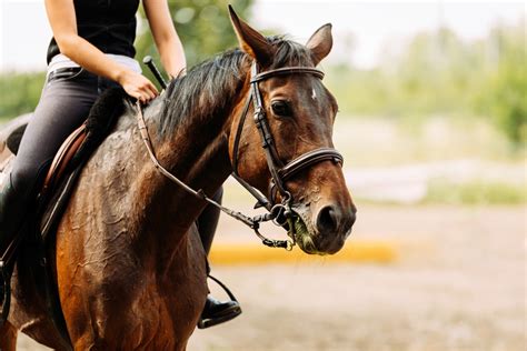 Here Are The Top 4 Places For Horseback Riding In Ct