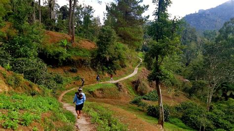 Apalagi dengan nuansa sejuk dan tenang yang melekat dengan objek wisata alam hutan desa setianegara. Hutan Adat Marena: Kearifan Lokal yang Dapat Pengakuan Negara : Mongabay.co.id