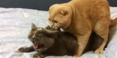Animal Clip Of The Week Cat Sex Goes Wrong Video