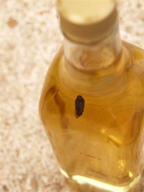 The tequila worm, published in 2005 by random house, (first edition) is a middle grade novel about a young mexican american girl, sofia, who comes from a family of storytellers.the tales sofia hears strengthen her ties to her family and their traditions in the texas barrio where they live. Houston Texas A bottle of Mezcal tequila with the Worm ...
