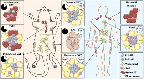 B Lymphocytes And Adipose Tissue Inflammation Arteriosclerosis