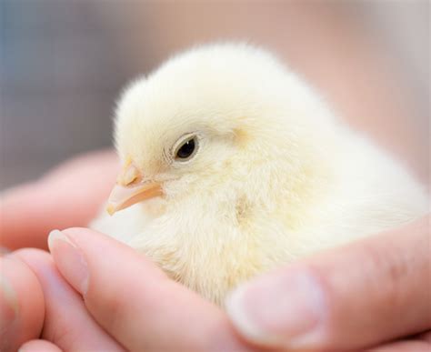 Although some of the antics that go on may seem amusing to us, mating is a severe occupation for your chickens. KS1 Animals | Growth from Eggs to Babies to Adults