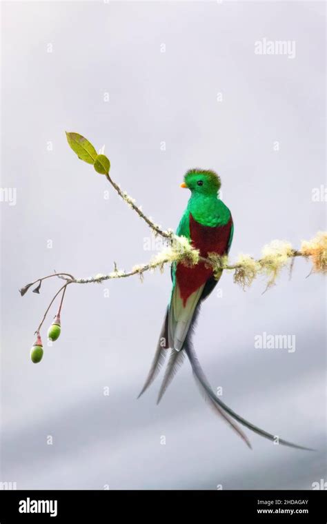 Resplendent Quetzal Pharomachrus Mocinno Guatemalan National Bird