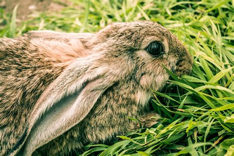 Rabbit Cute Hare Free Photo On Pixabay