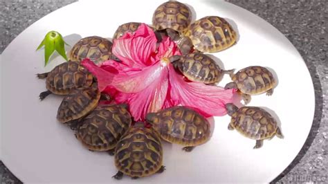 Aug 13, 2017 · blue, red, and purple colored pigments extracted from flowers, fruits, and vegetables are traditionally used as dye and food colorant. Baby Tortoises Eating - YouTube