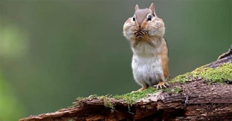 Chipmunk Cheeks Everything Youve Ever Wanted To Know A Z Animals