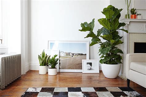 We would like to show you a description here but the site won't allow us. Year of the Fiddle Leaf Fig | Westlake Nursery