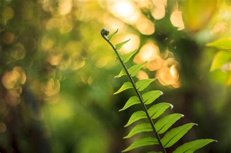 Free Images Tree Nature Forest Grass Branch Light Sunlight