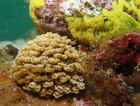 Sponge Or Ascidian Marinexplorer Identifying Sessile Inv Flickr