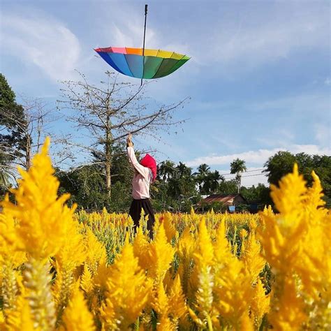 Sangat cocok untuk digunakan sebagai latar belakang foto kamu. #FOTO | Taman Bunga Celodia Aceh Jaya Memiliki Nuansa ...