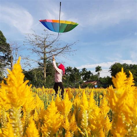 Ada berbagai varietas bunga matahari yang hadir dengan berbagai varian warna yang berbeda cocok menghias halaman rumah anda cek yuk produknya disini. Taman Bunga Di Pandeglang / Piknik di Taman Bunga ...