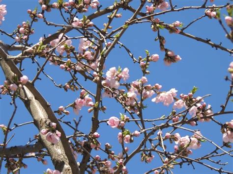 Upload your images or choose from adobe's stock selection. Aesthetic flowers pink Free stock photos in JPEG (.jpg ...